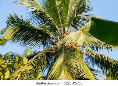 Coconut Tree Goa India Stock Photo 1293505753 | Shutterstock