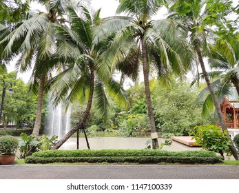 The Coconut Tree, Green Space Is At Dhurakij Pundit University. 