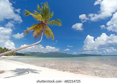 Coconut Tree Hanging Over Beach On Samaná Peninsula, Dominican Republic