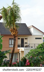 A Coconut Tree With A House In Background, Indonesia, September 2022