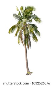 coconut tree isolated on white background - Shutterstock ID 1032526876