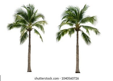Coconut tree isolated on white background.