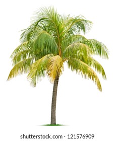 Coconut Tree Isolated On White Background