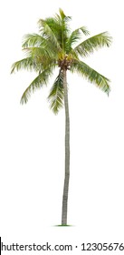 Coconut Tree Isolated On White Background