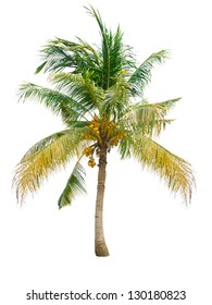 Coconut tree isolated on white background - Shutterstock ID 130180823