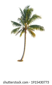 Coconut tree  isolated on white background