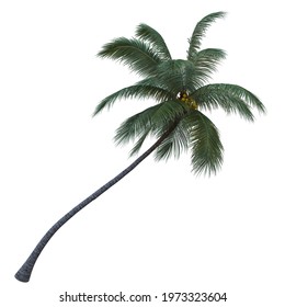 Coconut Tree Isolated On White Background, Suit For 3D Perspective Retouching,