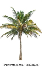 coconut tree  isolated on white background. - Shutterstock ID 683931646