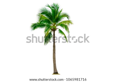 Similar – Image, Stock Photo Coconut palm trees swaying under the sunny Miami sky
