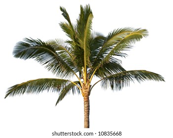 Coconut tree isolated (with clipping path) - Shutterstock ID 10835668
