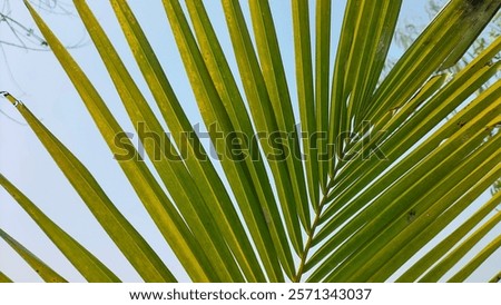The coconut tree leaf is a beautiful extra ordinary leaf