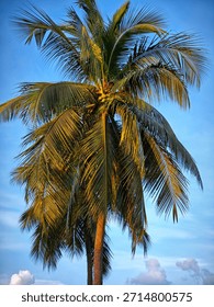coconut tree leaf in nice blue sky background HD