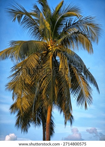 coconut tree leaf in nice blue sky background HD