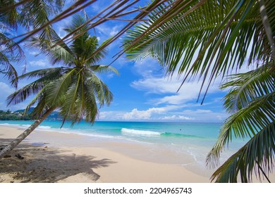 Coconut Tree Leaf Shadows Sandy Clouds Good Summer. Palm Seaside Resort. Beach Sea Sky Sun. Tropical Palm Tree Island Summer Paradise. Text Space Area. No People.