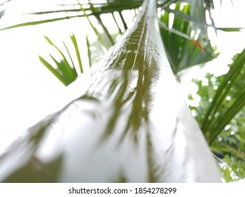 Coconut tree leaf stem after rain