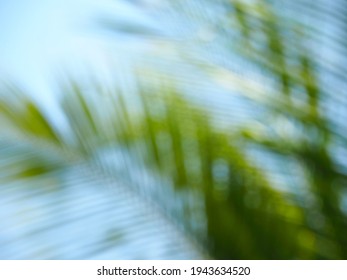 Coconut Tree Leaves Blur In Spring For Nature Background Image.