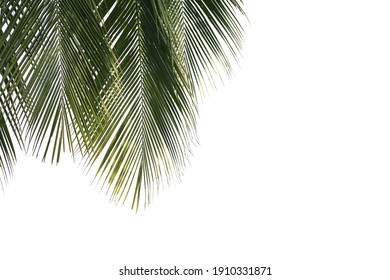 Coconut tree leaves foreground isolated on white background with clipping path