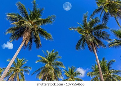 Coconut Tree Moon On Dalight Stock Photo 1379554655 