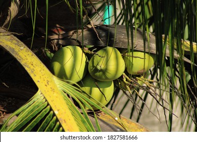 Coconut tree natural background photo
