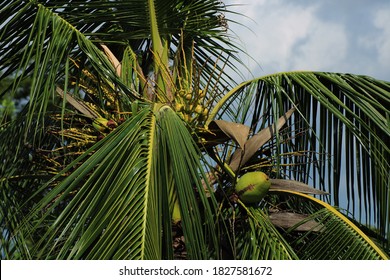 Coconut tree natural background photo