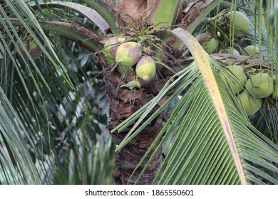 Coconut tree natural photo capture