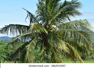 Coconut Tree Near Tiruvannamalai District