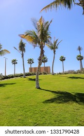 Coconut Tree At Nikki Beach Jumeirah 