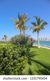 Coconut Tree At Nikki Beach Jumeirah 