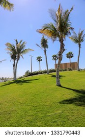 Coconut Tree At Nikki Beach Jumeirah 