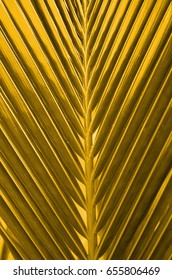 The coconut tree often referred as the tree with a thousand use in southeast asia / Coconut Leaf / Coconut fronds up close with details of the stiff mid-ribs and leaves in various colors background