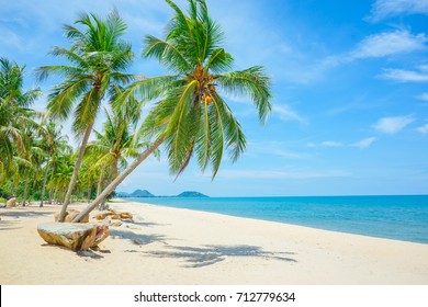 Coconut Tree On Beach