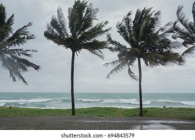 Coconut tree on the beach blowing in the wind, monsoon season, could, phenomenal