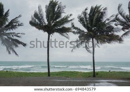 Coconut tree on the beach blowing in the wind, monsoon season, could, phenomenal