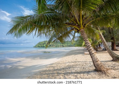 Coconut tree on the Beach,Kood island, Thailand.Kood island is the most beautiful island in eastern thailand,In thai people call "Koh kood"