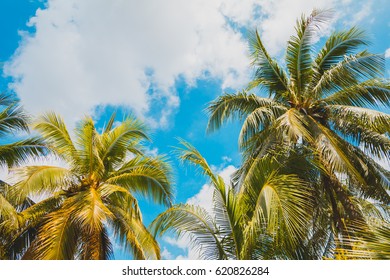 Coconut Tree On Blue Sky Background Stock Photo 620826284 | Shutterstock