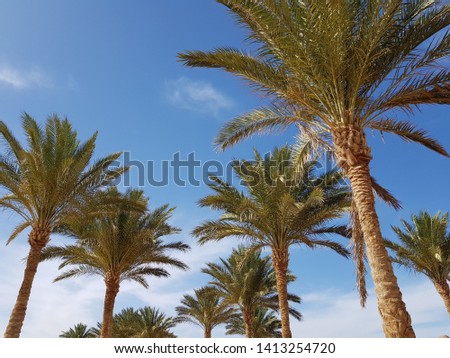 Coconut tree on blue sky in Egypt