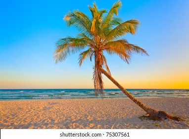 A coconut tree on a deserted tropical beach at sunset