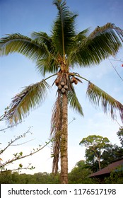 Coconut Tree On Devils Island, French Guiana