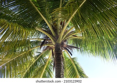 A Coconut Tree On A Remote Tropical Island