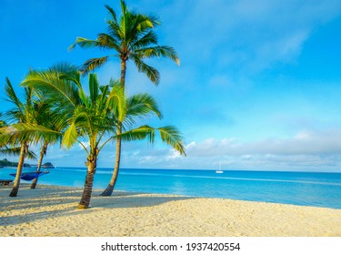 Coconut tree on the sky background