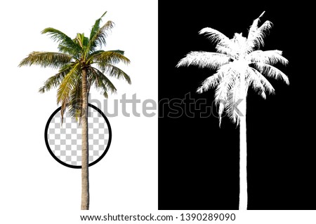 Coconut Tree on transparent background with clipping path and alpha channel on black background. Can use in architectural design, Decoration work, Used with natural articles both on print and website.