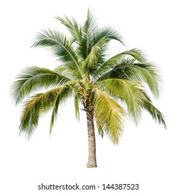 68,268 Coconut tree with fruit Images, Stock Photos & Vectors ...