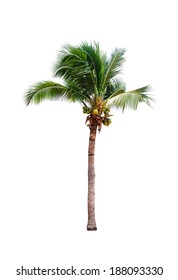 Coconut Tree On White Background 