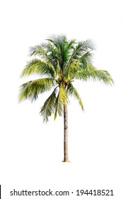 Coconut Tree On White Background 