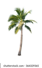 Coconut Tree On White Background 