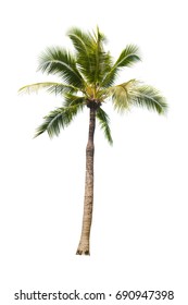 Coconut Tree On White Background 
