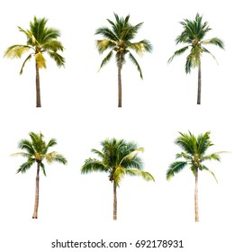 Coconut Tree On White Background 
