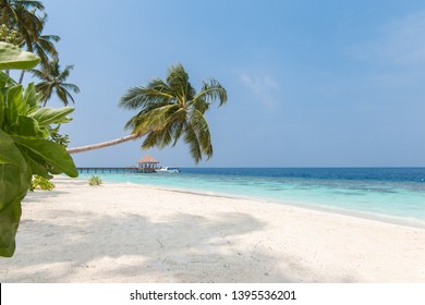 Coconut tree on a white sandy beach and crystal clear water in the Maldives - Shutterstock ID 1395536201