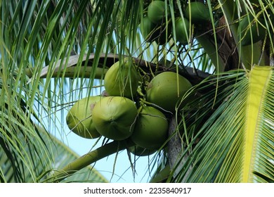 Coconut tree are one of the predominant crops in the tropics, flourish best closed to the sea. The flesh is high in fat and the liquid or coconut water can be consumed fresh.