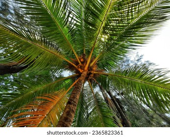 coconut tree, one of tripical tree